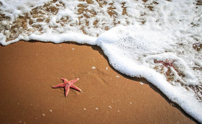 Moral Story: The Grateful Starfishes